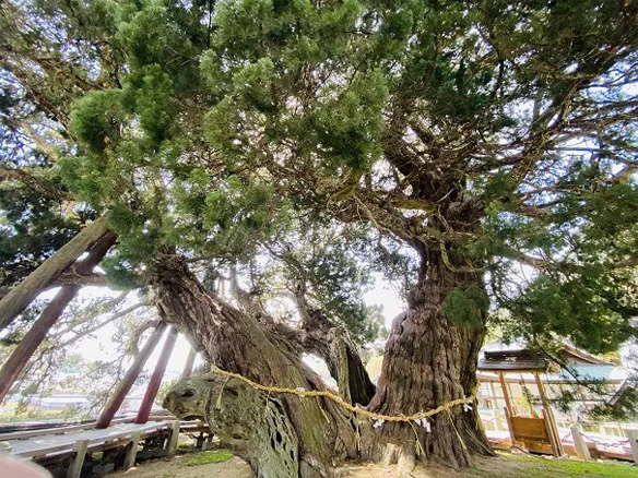 宝生院のシンパク