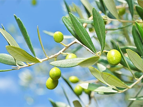 オリーブ