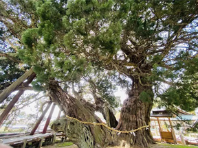 宝生院のシンパク